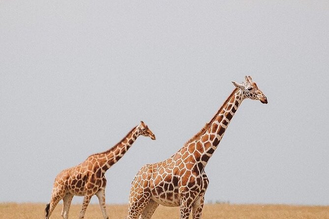 7 Days Private Safari in Tanzania - What seven days really looks like