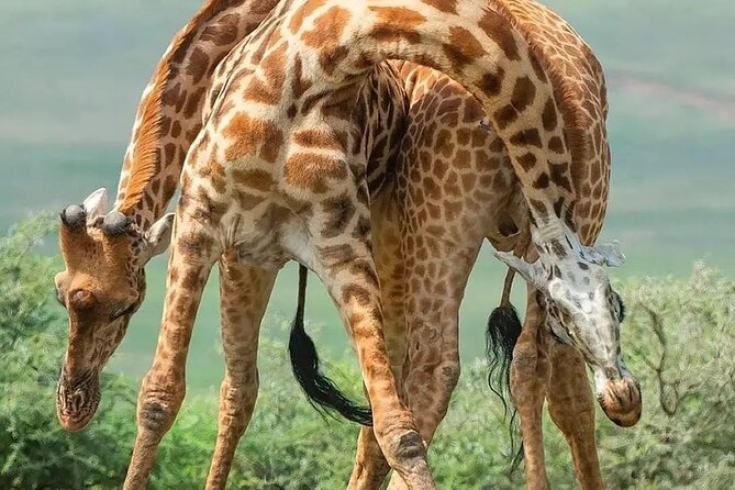 7 Days Private Safari in Tanzania - Day 3: The Serengeti transfer needs clarification