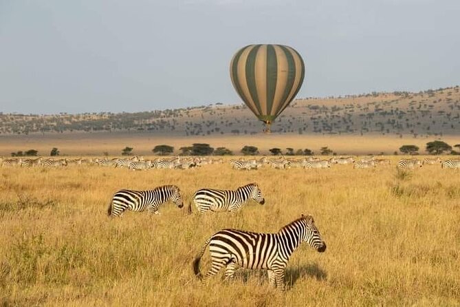 7 Days Private Safari in Tanzania - Day 2: Tarangire brings elephants close
