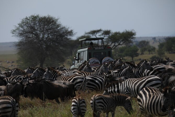 7 Days Private Serengeti Wildebeest Migration Tour - Why this Northern Tanzania route works