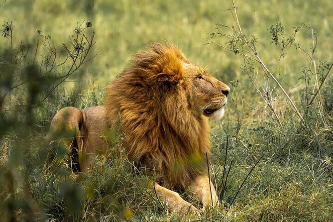 7 Days Rhino Ngorongoro Crater Safari Tour - Tarangire: baobabs, elephants, and a dependable water source