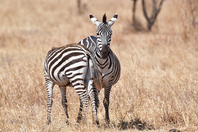 7 Days Rhino Ngorongoro Crater Safari Tour - A full Serengeti day among predators and plains game