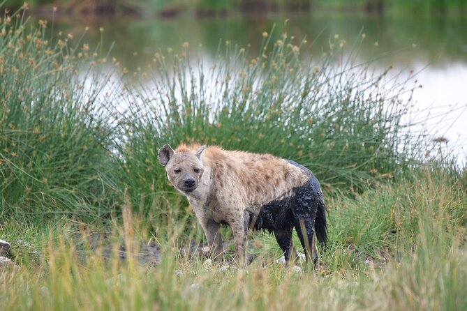 7 Days Rhino Ngorongoro Crater Safari Tour - Ngorongoro Crater and the search for black rhino