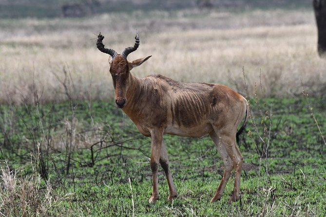 7 Days Rhino Ngorongoro Crater Safari Tour - Lake Manyara gives the final game drive a different mood