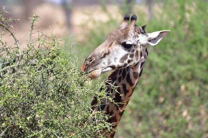 7 Days Rhino Ngorongoro Crater Safari Tour - What the $3,200 price really covers