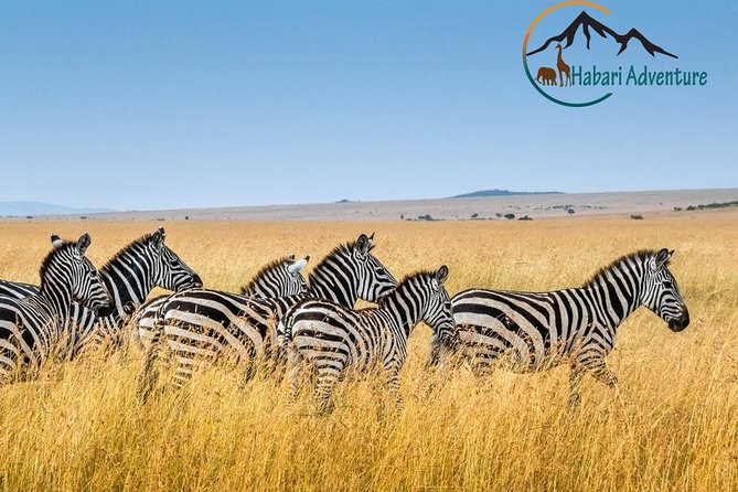 7 Days Safari. Serengeti, Tarangire, Lake Manyara & Ngorongoro Crater. - Days 3 and 4: Giving the Serengeti proper time