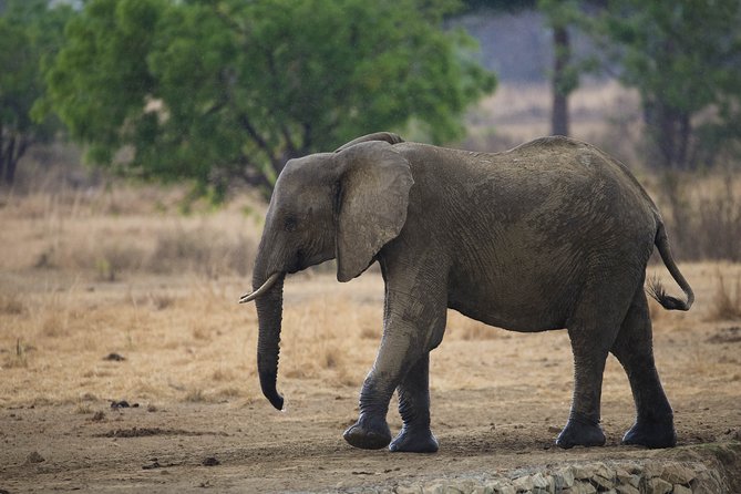 7 Days Safari. Serengeti, Tarangire, Lake Manyara & Ngorongoro Crater. - Day 6: Descending into Ngorongoro Crater