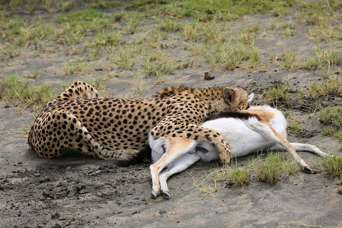7 Days Safari. Serengeti, Tarangire, Lake Manyara & Ngorongoro Crater. - What the $1,850 price really covers
