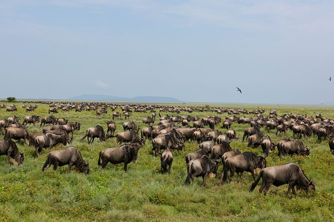 7 Days Safari. Serengeti, Tarangire, Lake Manyara & Ngorongoro Crater. - Guides, vehicles, and the human side of the trip