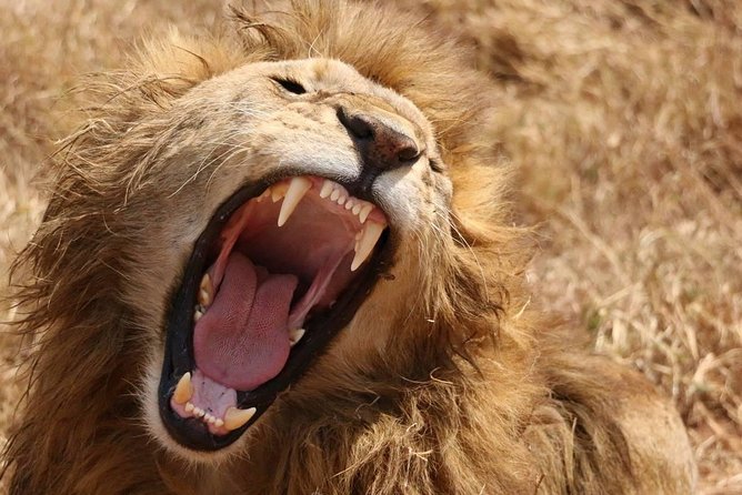 7 days safaris to see great migration - Key points to know before booking