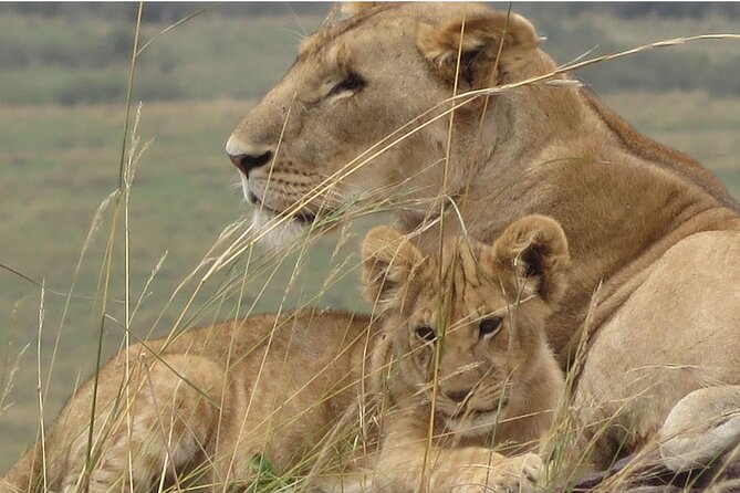 7 days safaris to see great migration - What you are paying for at $3,461.54