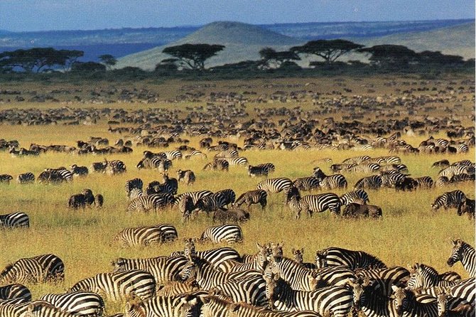 7 days safaris to see great migration - Day 2: The road to Serengeti becomes part of the adventure
