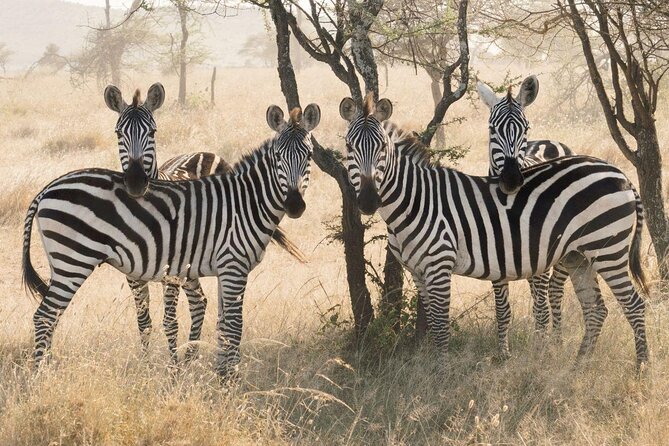 7 Days Tanganyika Wilderness Safari - Five things to know before booking