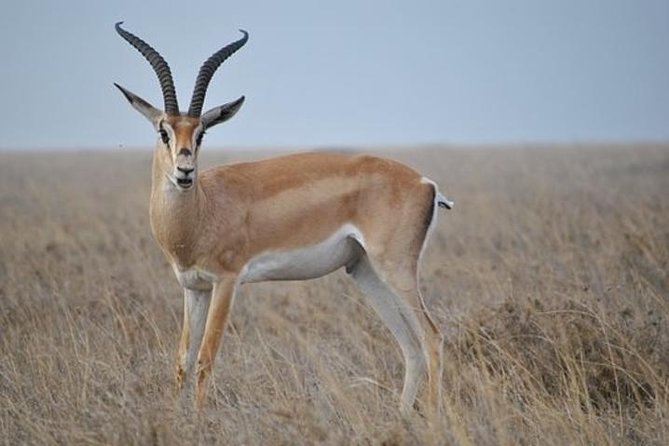 7 Days Tanganyika Wilderness Safari - Day 1: A soft landing in Arusha