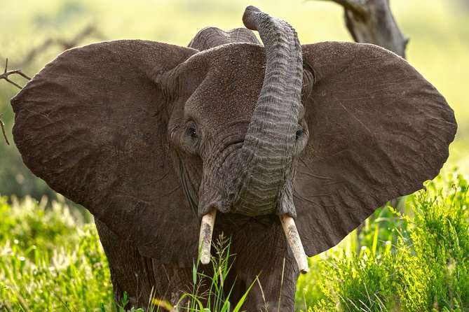 7 Days Tanzania Luxury Safari Experience & Coffee Walking Tour - Key points before you book