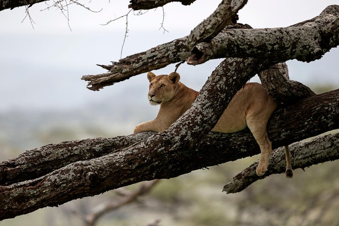 7 Days Tanzania Luxury Safari Experience & Coffee Walking Tour - Why this seven-day route works