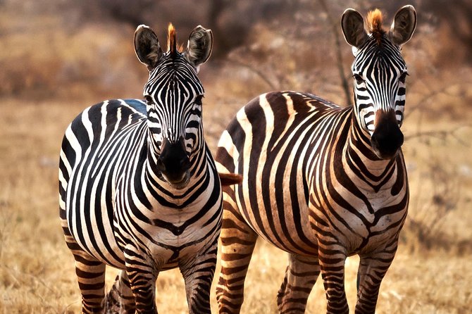 7 Days Tanzania Luxury Safari Experience & Coffee Walking Tour - Day 5: Leaving the Serengeti for Karatu coffee country