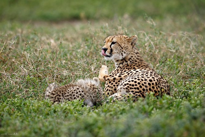 7 Days Tanzania Luxury Safari Experience & Coffee Walking Tour - Day 2: Lake Manyara’s birds, monkeys, and alkaline water
