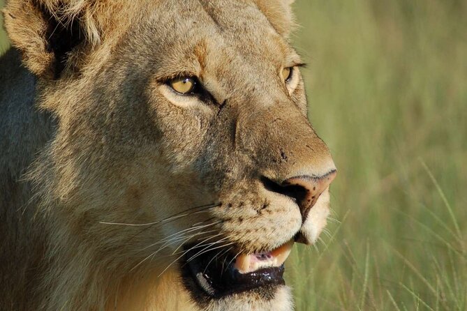 7 Days Tanzania Luxury Safaris - Day 4: A full Serengeti game-viewing day