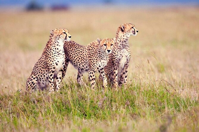 7 Days Tanzania Luxury Safaris - Day 5: Leaving Serengeti for the Ngorongoro highlands