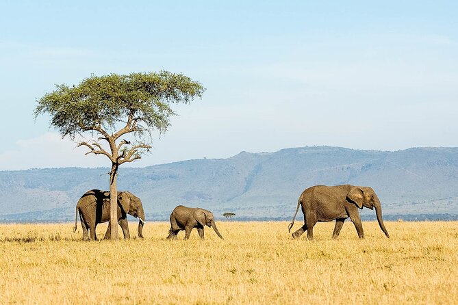 7 Days Tanzania Luxury Safaris - Day 2: Lake Manyara’s forest and famous tree-climbing lions