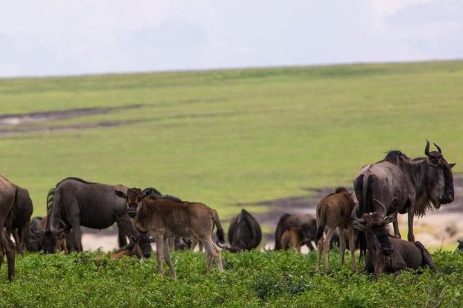 7 Days Tarangire, Serengeti, Ngorongoro & Manyara Camping Safari Tour Tanzania - Tarangire brings a different kind of safari
