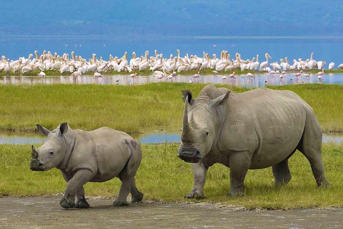 7 Days Tarangire, Serengeti, Ngorongoro & Manyara Camping Safari Tour Tanzania - Manyara needs a clear answer before you book