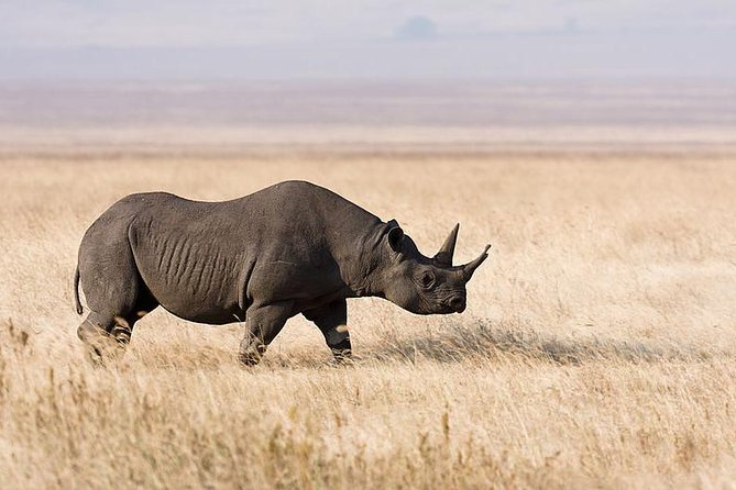 7 Days Tarangire, Serengeti, Ngorongoro & Manyara Camping Safari Tour Tanzania - Camping, meals, and the daily rhythm