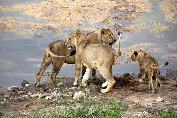 7 Days Tarangire, Serengeti, Ngorongoro & Manyara Camping Safari Tour Tanzania - The guide can shape the whole experience