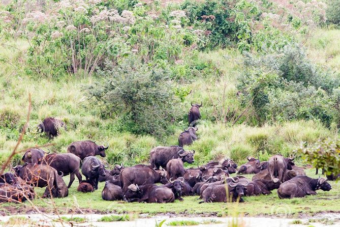 7 Days Tarangire, Serengeti, Ngorongoro & Manyara Camping Safari Tour Tanzania - What the $2,692.31 price really covers