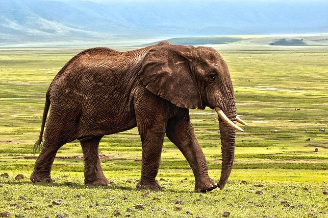 7 Days Tarangire, Serengeti, Ngorongoro & Manyara Camping Safari Tour Tanzania - The remote Serengeti finish and flight question