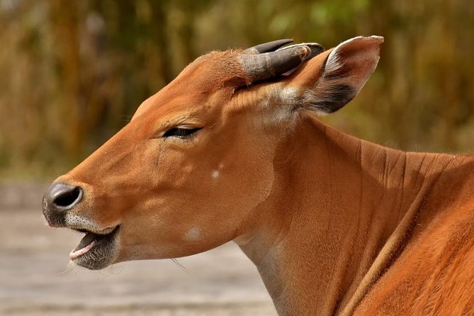 7 Days Tarangire, Serengeti, Ngorongoro & Manyara Camping Safari Tour Tanzania - Ngorongoro gives the week a dramatic change