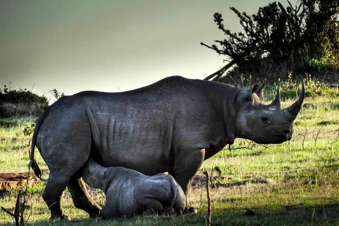 7 Days Tour Northern Tanzania Safari: - What the $2,724.36 price really buys