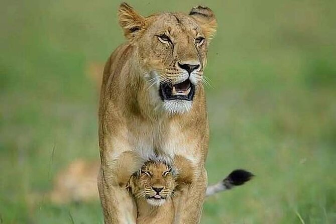 7 Days Tour Northern Tanzania Safari: - Day 2: The long road to the Serengeti