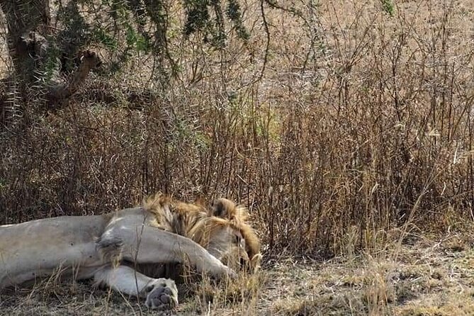 7 Days Tour Northern Tanzania Safari: - Day 3: A full Serengeti wildlife day