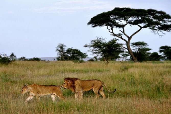 7 Days Tour Northern Tanzania Safari: - Day 4: From Serengeti plains to the crater rim