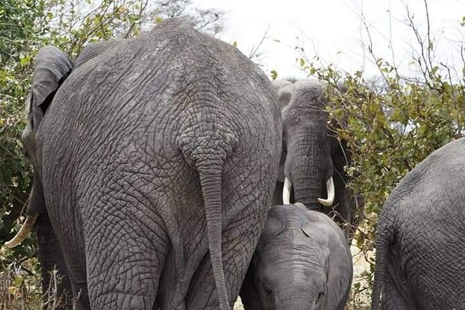 7 Days Tour Northern Tanzania Safari: - Day 5: Five to six hours inside Ngorongoro Crater