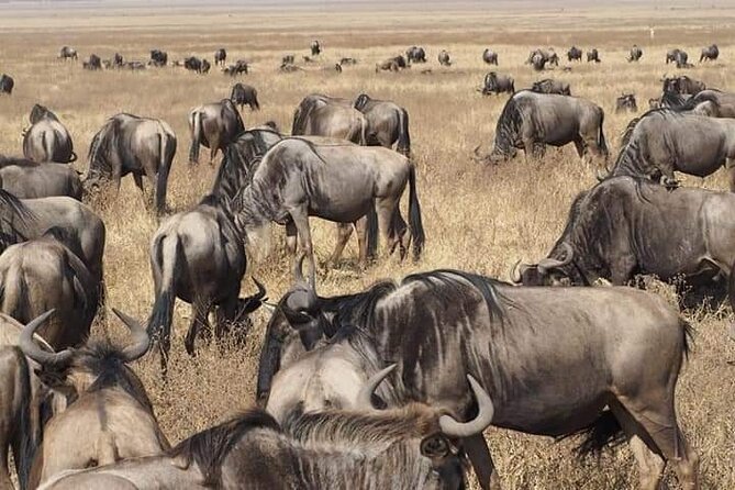 7 Days Tour Northern Tanzania Safari: - Day 6: Forest, hot springs, and Lake Manyara