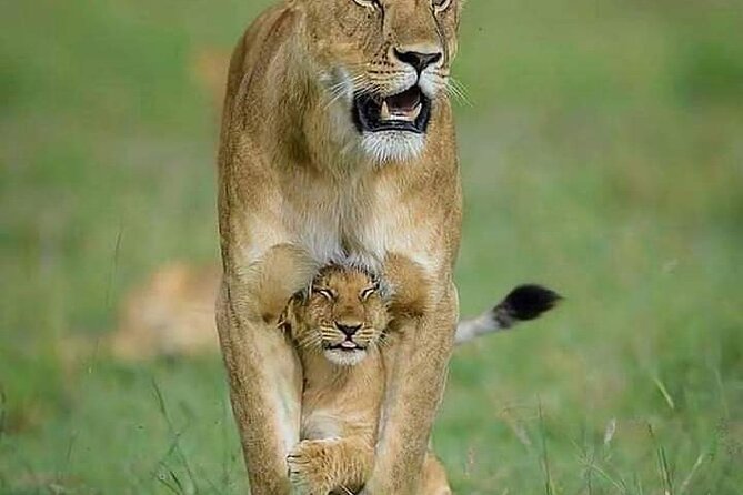 7 Days Tour Northern Tanzania Safari: - Day 1: Tarangire’s river and elephant country