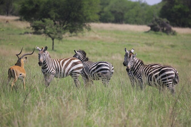 7 Days Wildebeest Migration - Ndutu Calving Season - Why Ndutu calving season is worth the journey