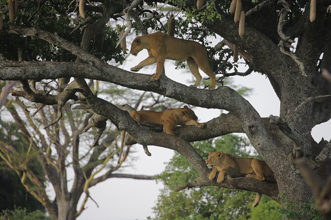 7 Days Wildebeest Migration - Ndutu Calving Season - Day 2: Lake Manyara’s forest and Rift Valley setting