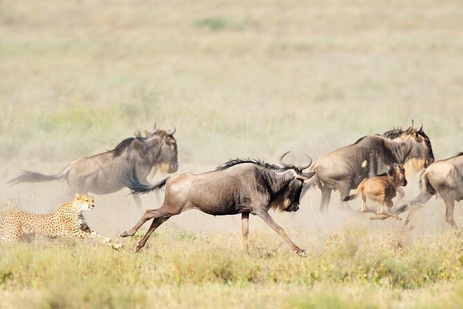 7Day Serengeti Migration (Ndutu), Crater, Hot Springs & City Tour - Key points to know before booking