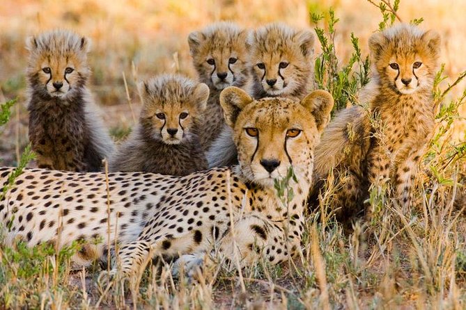 7Day Serengeti Migration (Ndutu), Crater, Hot Springs & City Tour - Why the seven-day route works