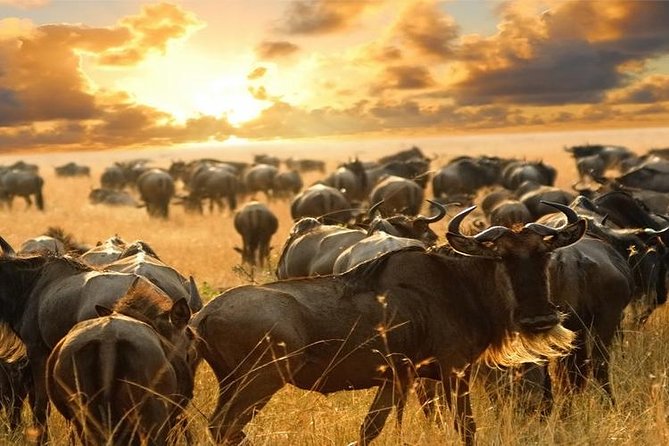 7Day Serengeti Migration (Ndutu), Crater, Hot Springs & City Tour - Day 3: A full day in the migration zone