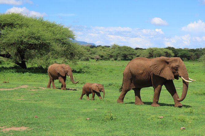 8-Day Essence of Tanzania Safari - Luxury - Tarangire: elephants, birds, and a quieter first game drive