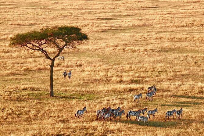 8-Day Essence of Tanzania Safari - Luxury - Two full Serengeti days, with time to watch instead of rush
