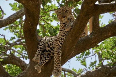 8-Day Essence of Tanzania Safari – Luxury