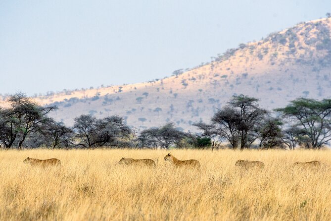 8-Day Essence of Tanzania Safari - Luxury - Ngorongoro Crater: a dramatic final game drive