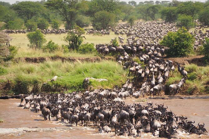 8-Day Grumeti Migration Safari-Luxury Tour May-July - Day 1: A simple start in Arusha