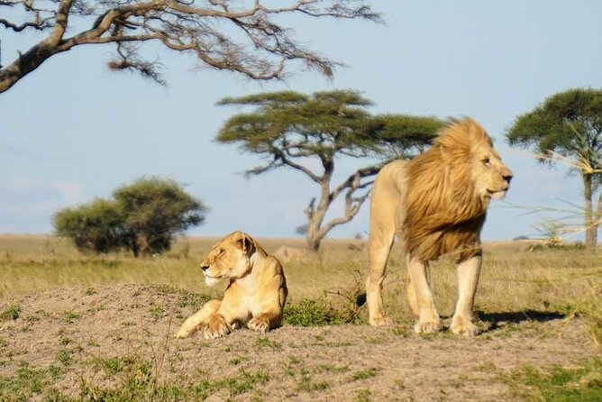 8-Day Private Guided Tanzania Safari with Pick Up - Entering the Serengeti Through the Ngorongoro Highlands